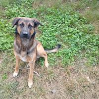 Cani ideali per dogsheep ed agility