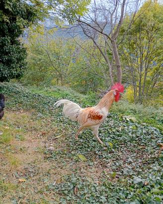 gallo