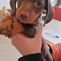 Cucciolo di Bassotto tedesco