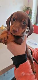 Cucciolo di Bassotto tedesco