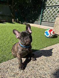 Bulldog francese