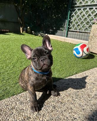 Bulldog francese
