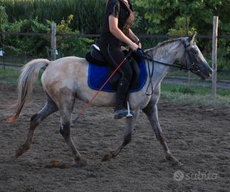 Doppia pony Knabstrupper