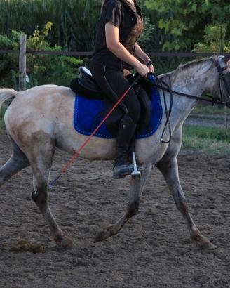Doppia pony Knabstrupper