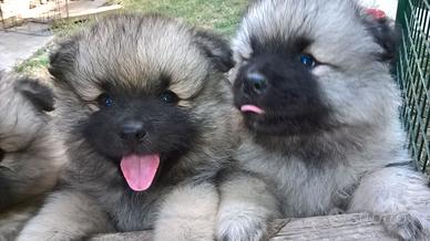 Cuccioli di keeshond