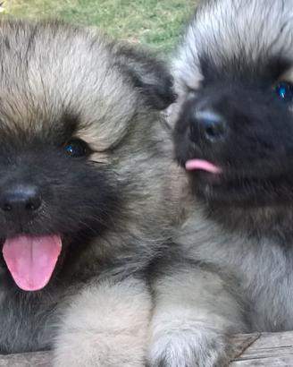 Cuccioli di keeshond
