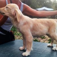 Golden retriever linea anglo americana