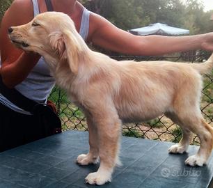 Golden retriever linea anglo americana