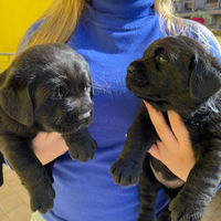 Cuccioli di labrador