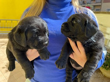 Cuccioli di labrador