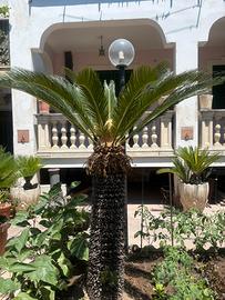 Cycas
