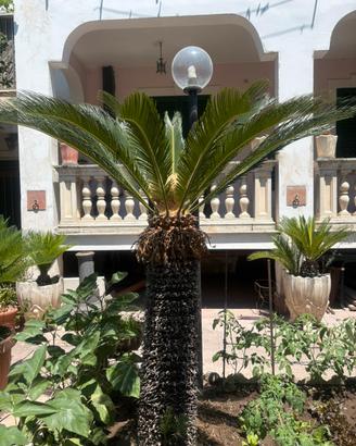 Cycas