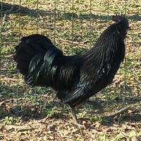 Cemani