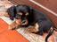 Immagine 3