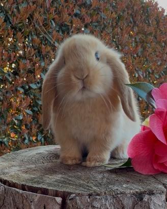 Coniglio ARIETE nano fulvo