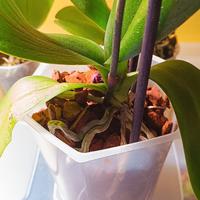 orchidea phalenopsis