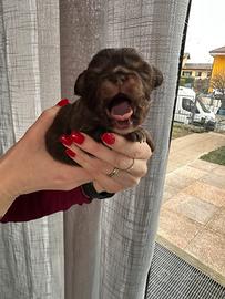 Chihuahua maschio pelo lungo