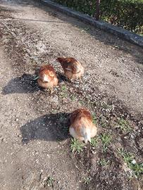 Tre galline ruspanti ovaiole