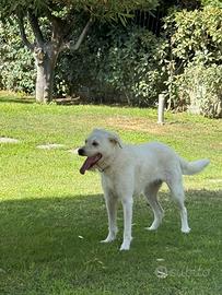 Cucciola 3 anni