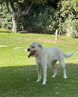 Cucciola 3 anni