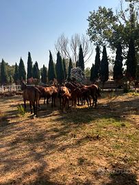Cavalli da passeggiate