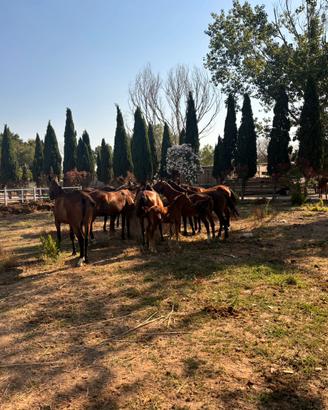 Cavalli da passeggiate