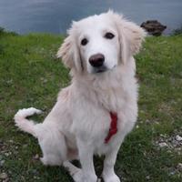 Una famiglia per il dolce Toby