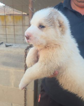 Cuccioli di pastore asia centrale alabai xxl