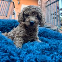 Barboncini fenotipicamente prevalente rosso