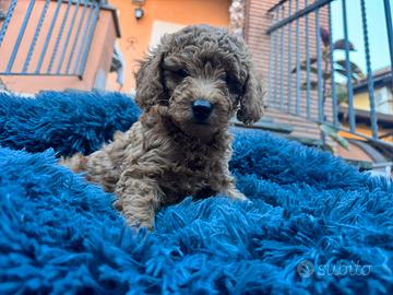 Barboncini fenotipicamente prevalente rosso