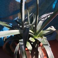 Pianta agave americana