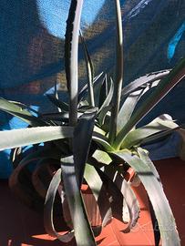 Pianta agave americana