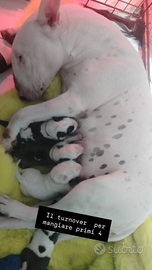 Cuccioli di bull terrier