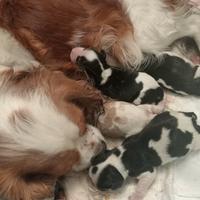 Cucciolata di Cavalier King