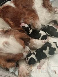 Cucciolata di Cavalier King