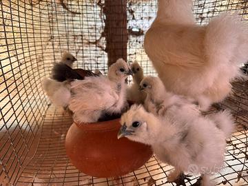 Animali galline