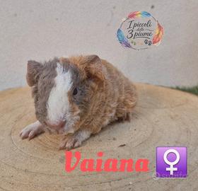 Cavie di razza con pedigree