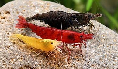 GAMBERETTI CARIDINA NEOCARIDINA CAMBARELLUS