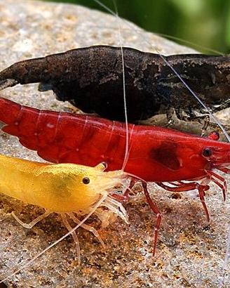 GAMBERETTI CARIDINA NEOCARIDINA CAMBARELLUS