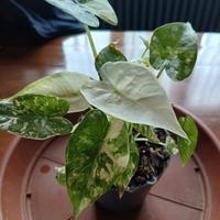 alocasia gageana albo variegata