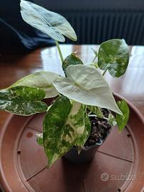 alocasia gageana albo variegata