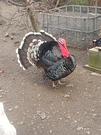 tacchino maschio 