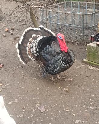 tacchino maschio 