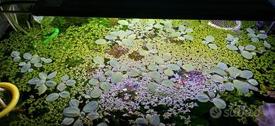 Pistia stratiotes nana