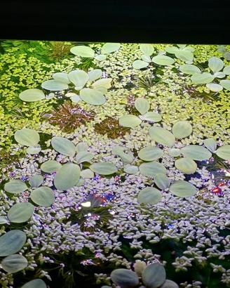 Pistia stratiotes nana