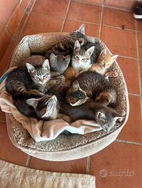 9 gatti