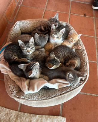 9 gatti