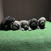 Ciccioli di cane corso