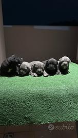 Ciccioli di cane corso