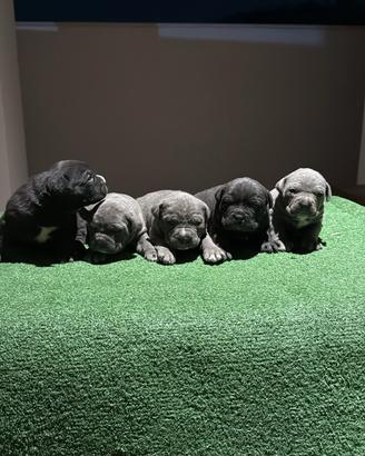 Ciccioli di cane corso